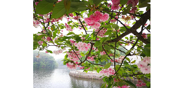 赣东学院 - 最美大学