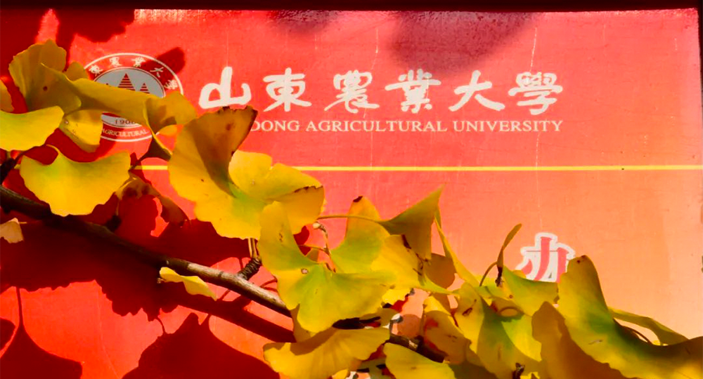 中國最美大學