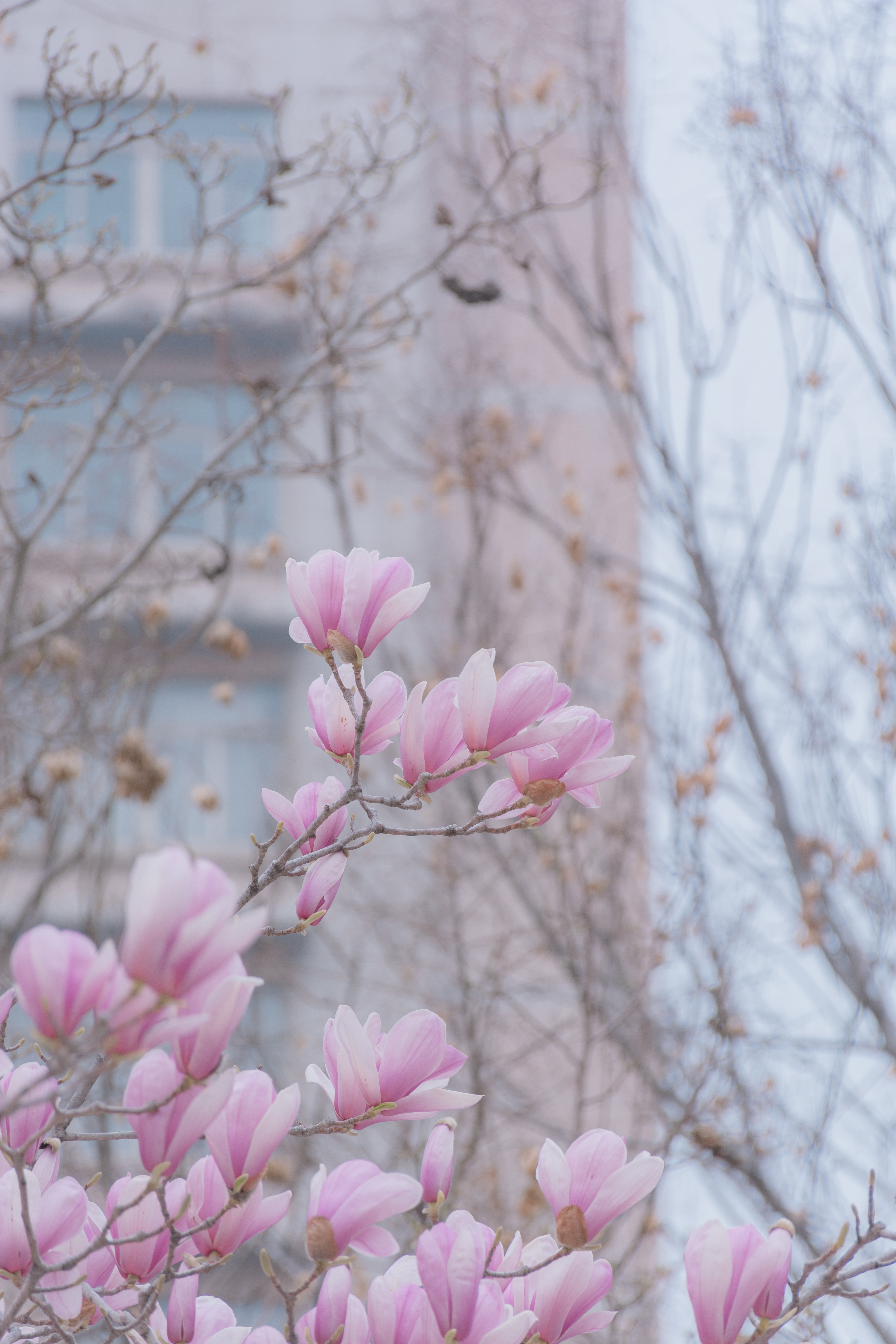 山东农业大学-校园风景