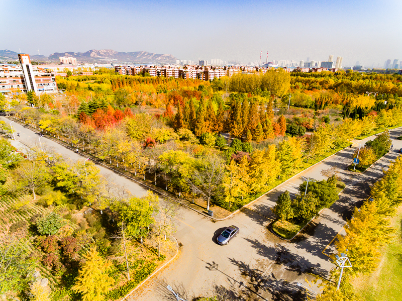 山东科技大学 早安青春