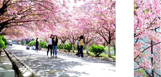 青岛滨海学院