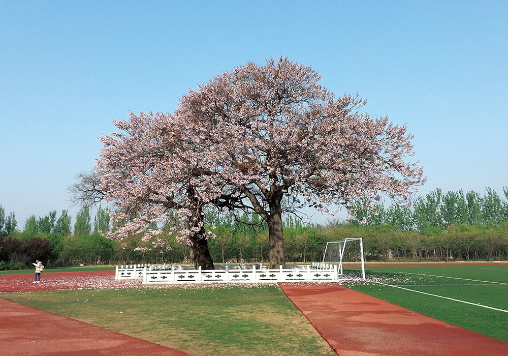 山东女子学院 早安青春