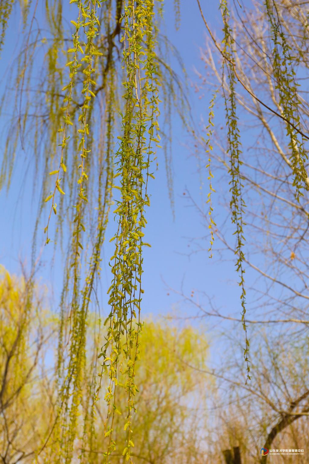 山东英才学院-校园风景