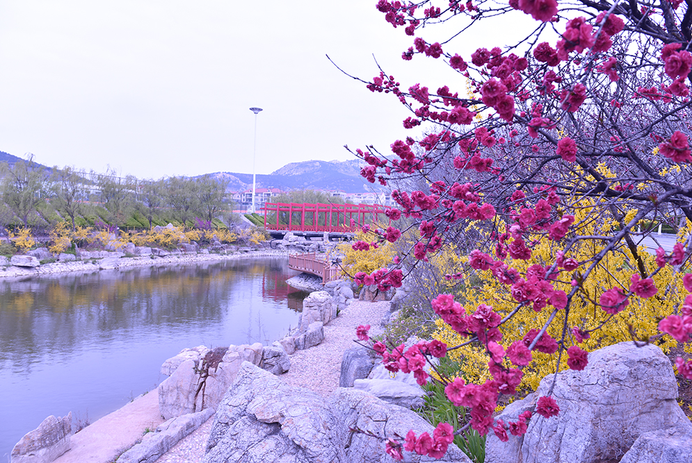 青岛黄海学院 我的大學