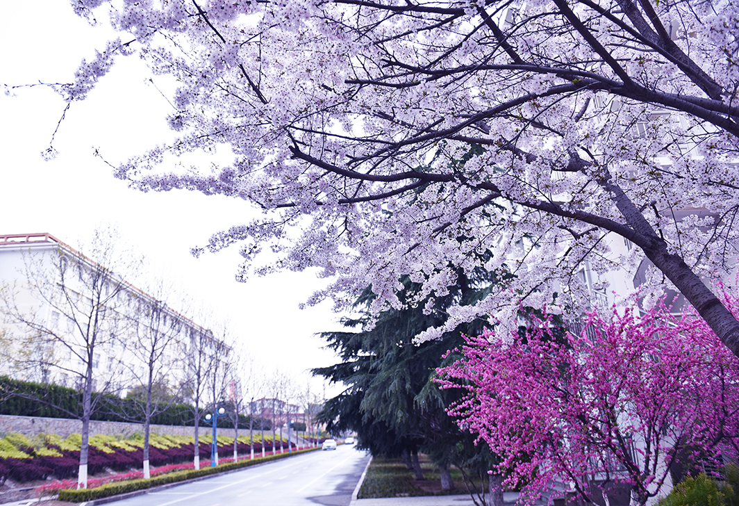 青岛黄海学院-校园风景