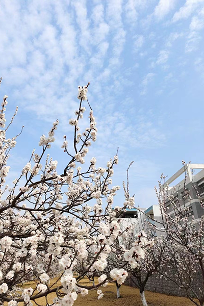 山东电子职业技术学院