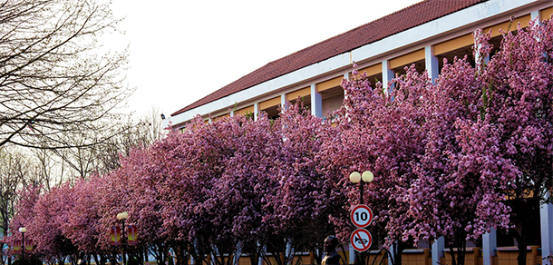 临沂职业学院 - 最美大学