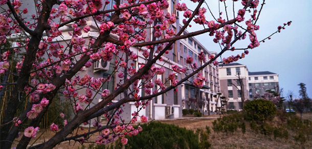 我的大學-大學志