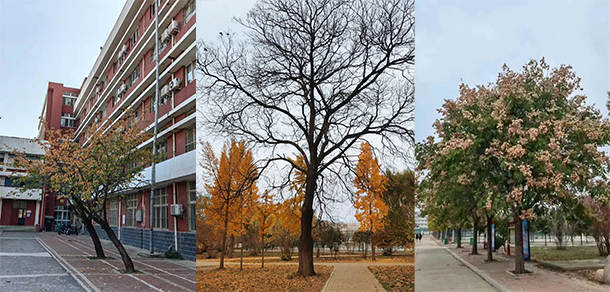 濮阳石油化工职业技术学院 - 最美大学