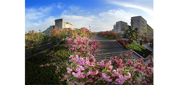 湖北工业职业技术学院 - 樱花长廊