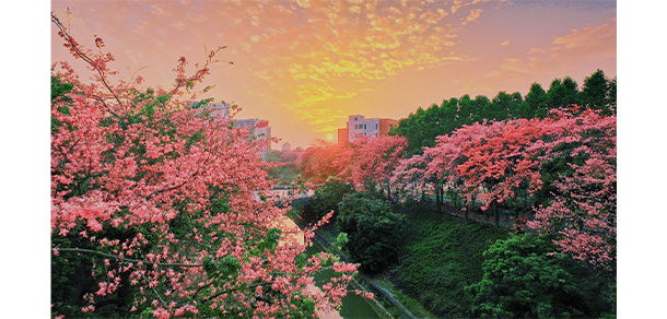 广州软件学院 - 最美大学