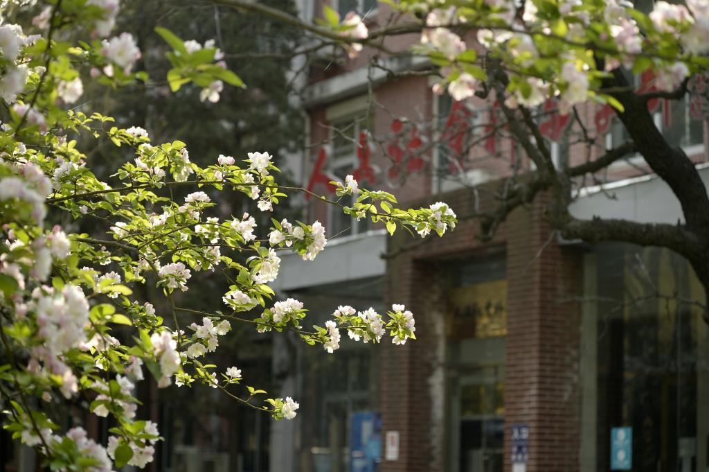 北京语言大学 早安青春