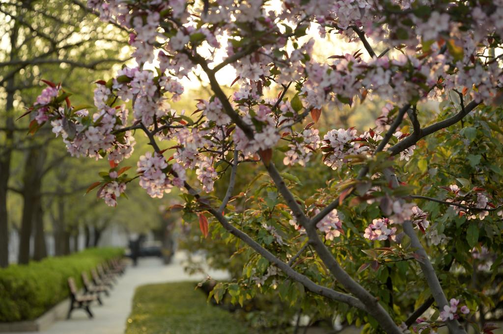 北京语言大学-校园风景