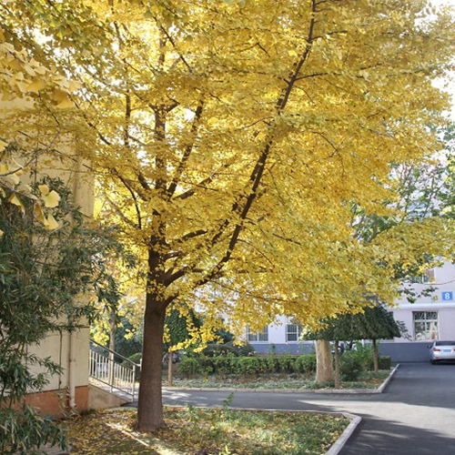 大學志