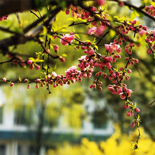 北京财贸职业学院-大學文化