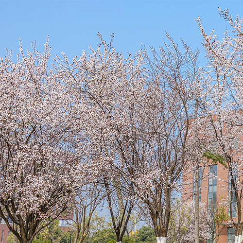 西南交通大学-早安青春