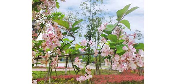 资阳口腔职业学院 - 最美院校