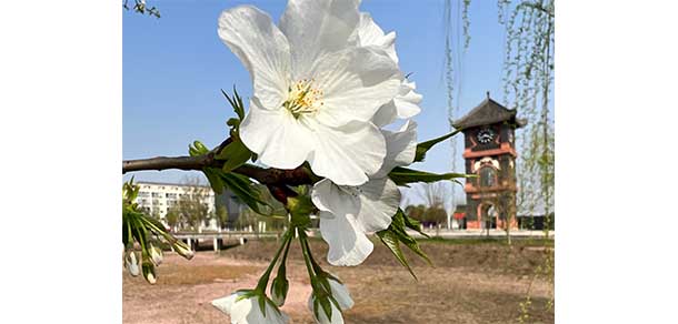 资阳口腔职业学院