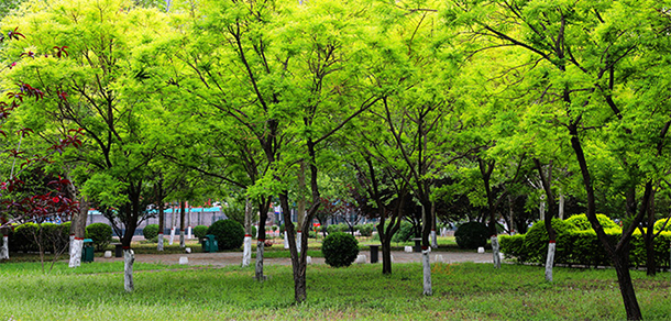 我的大學-大學志